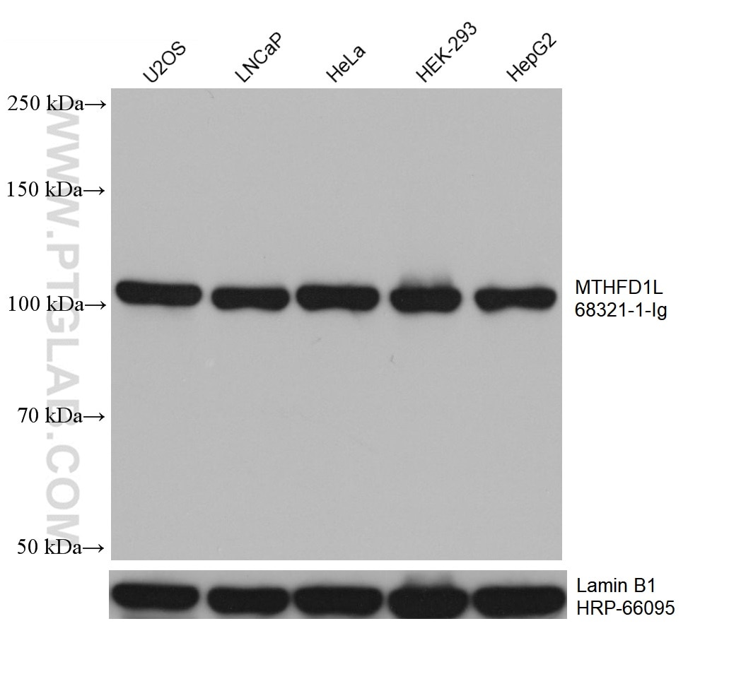 Western Blot (WB) analysis of various lysates using MTHFD1L Monoclonal antibody (68321-1-Ig)