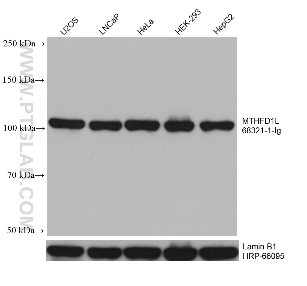 WB analysis using 68321-1-Ig