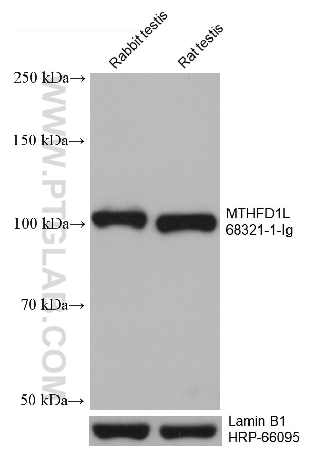Western Blot (WB) analysis of various lysates using MTHFD1L Monoclonal antibody (68321-1-Ig)