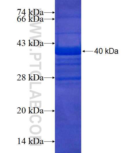 MTHFD1L fusion protein Ag9061 SDS-PAGE