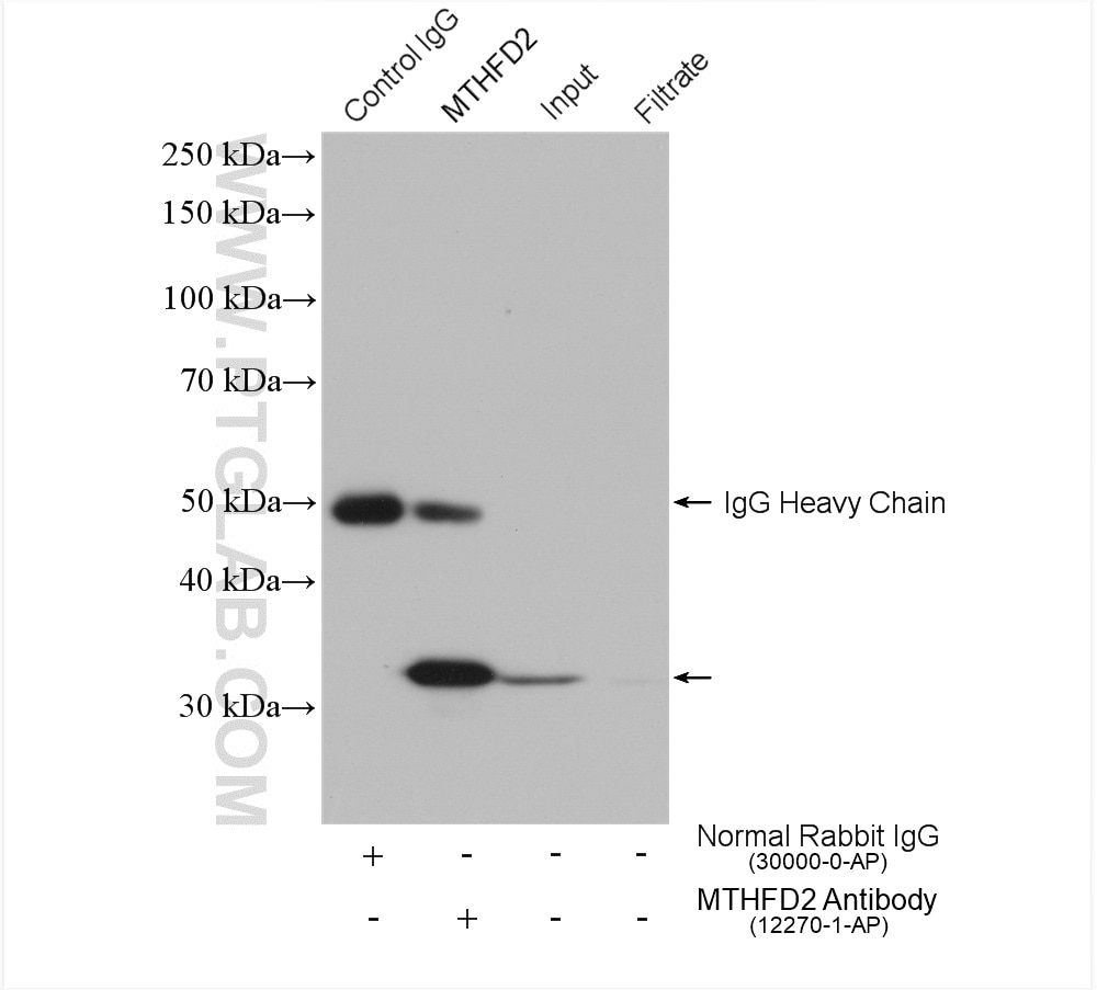 Immunoprecipitation (IP) experiment of A549 cells using MTHFD2 Polyclonal antibody (12270-1-AP)