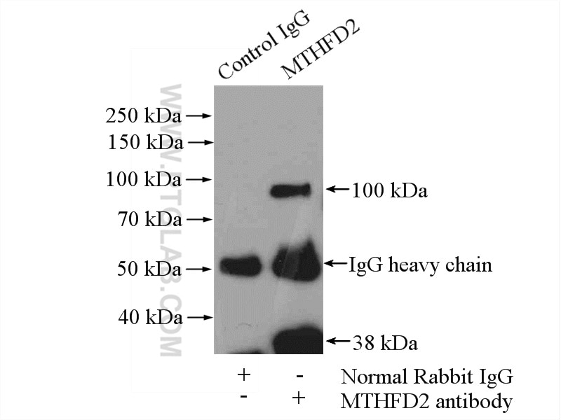 Immunoprecipitation (IP) experiment of mouse testis tissue using MTHFD2 Polyclonal antibody (12270-1-AP)