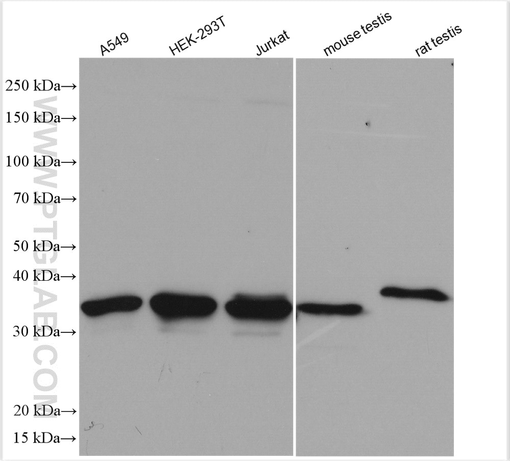 Western Blot (WB) analysis of various lysates using MTHFD2 Polyclonal antibody (12270-1-AP)