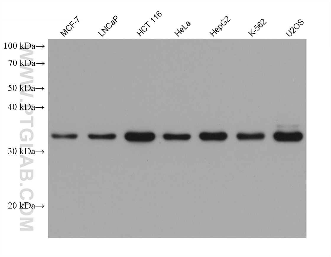 Western Blot (WB) analysis of various lysates using MTHFD2 Monoclonal antibody (68524-1-Ig)