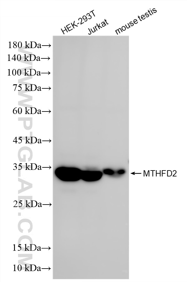 WB analysis using 86608-3-RR Western Blot (WB) analysis of various lysates using MTHFD2 Recombinant monoclonal antibody (86608-3-RR)