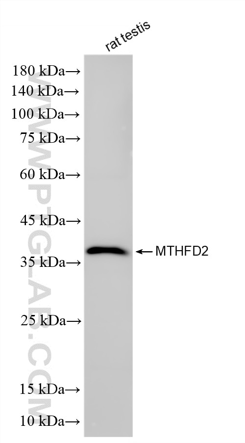 WB analysis of rat testis using 86608-3-RR Western Blot (WB) analysis of rat testis tissue using MTHFD2 Recombinant monoclonal antibody (86608-3-RR)