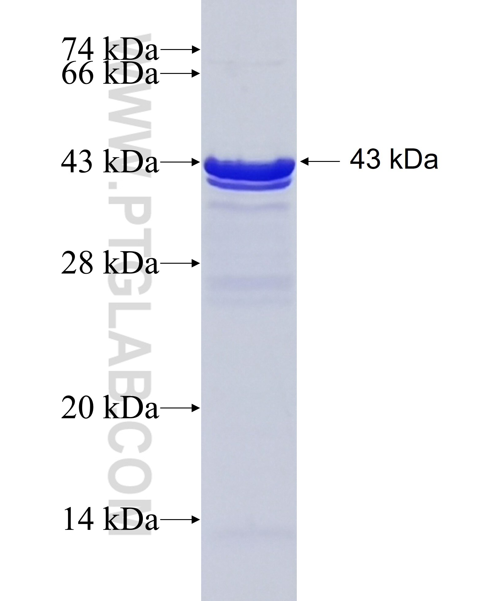 MTHFD2 fusion protein Ag33605 SDS-PAGE