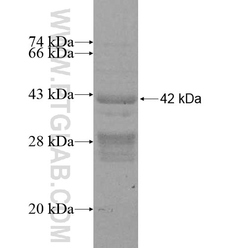 MTHFD2L fusion protein Ag11190 SDS-PAGE