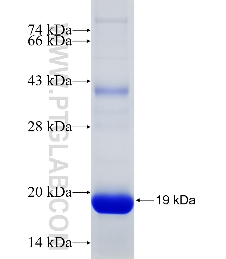 MTHFD2L fusion protein Ag11470 SDS-PAGE