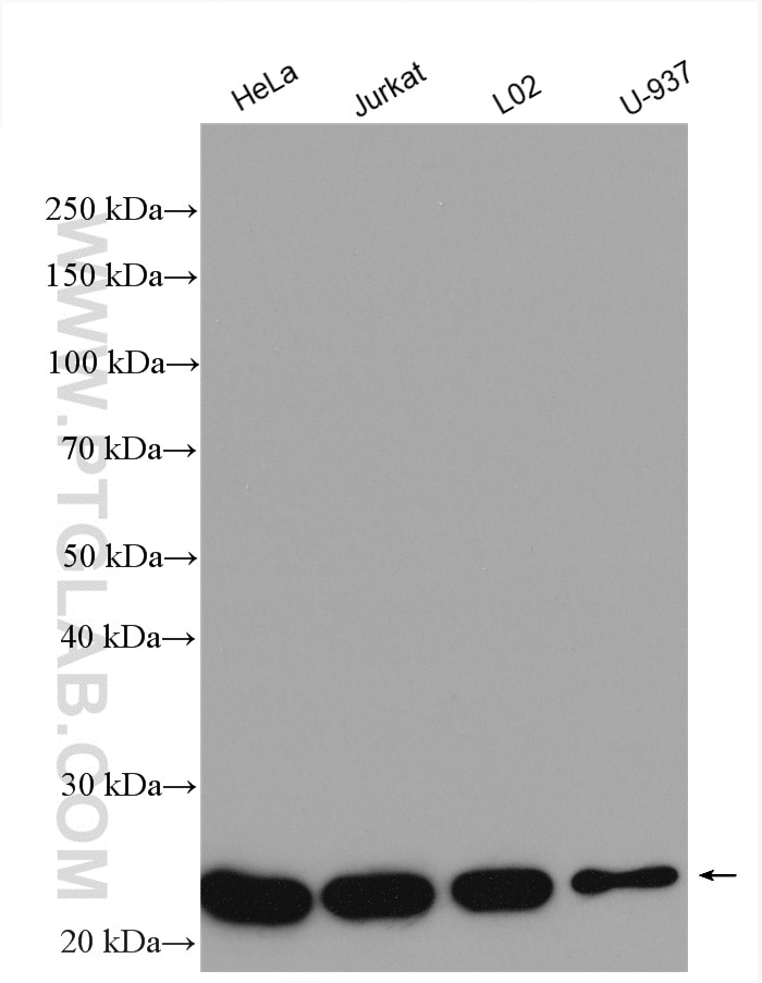 Western Blot (WB) analysis of various lysates using MTHFS Polyclonal antibody (13114-1-AP)
