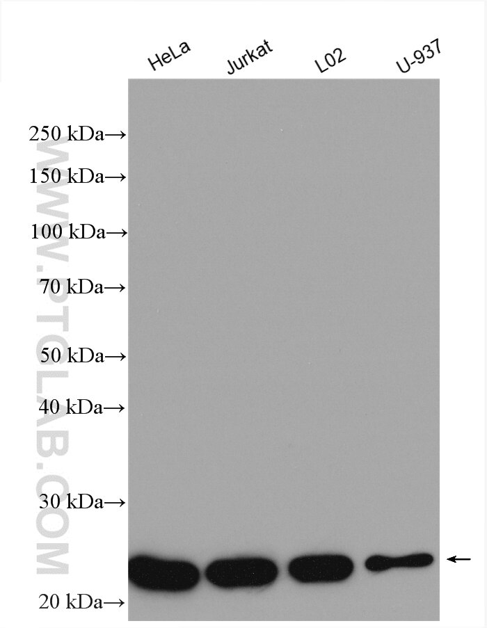 Western Blot (WB) analysis of various lysates using MTHFS Polyclonal antibody (13114-1-AP)