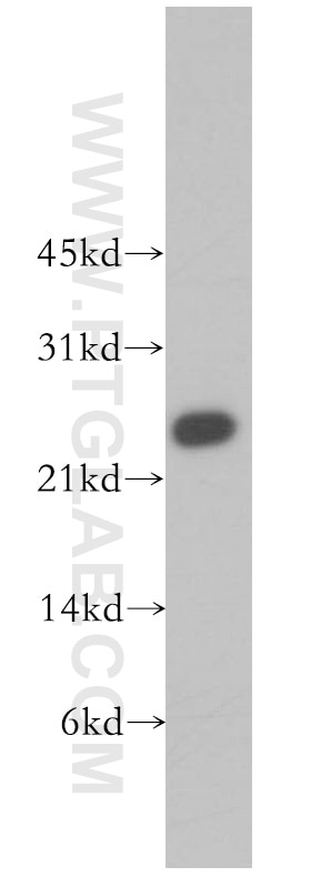 Western Blot (WB) analysis of HeLa cells using MTHFS Polyclonal antibody (13114-1-AP)