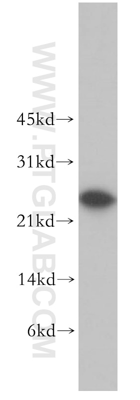 Western Blot (WB) analysis of Jurkat cells using MTHFS Polyclonal antibody (13114-1-AP)