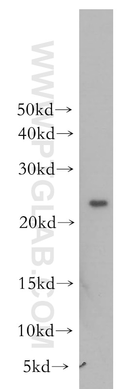 Western Blot (WB) analysis of U-937 cells using MTHFS Polyclonal antibody (13114-1-AP)