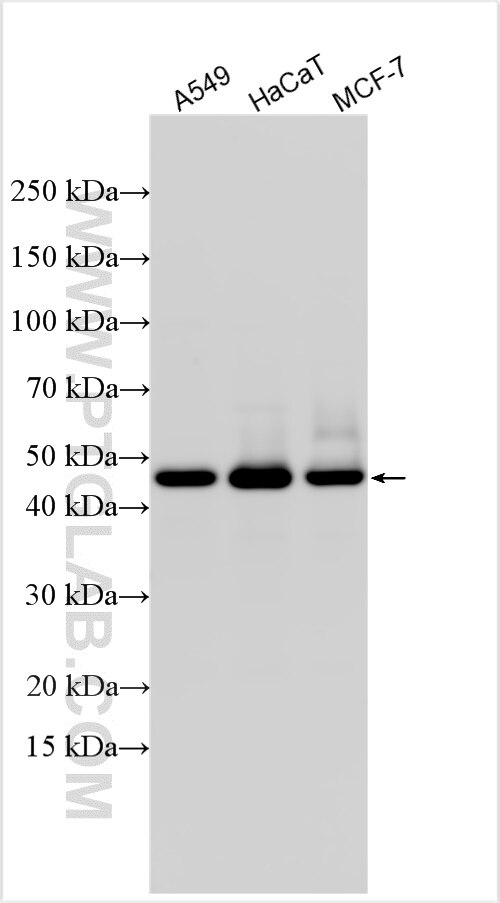 Western Blot (WB) analysis of various lysates using MTHFSD Polyclonal antibody (32122-1-AP)