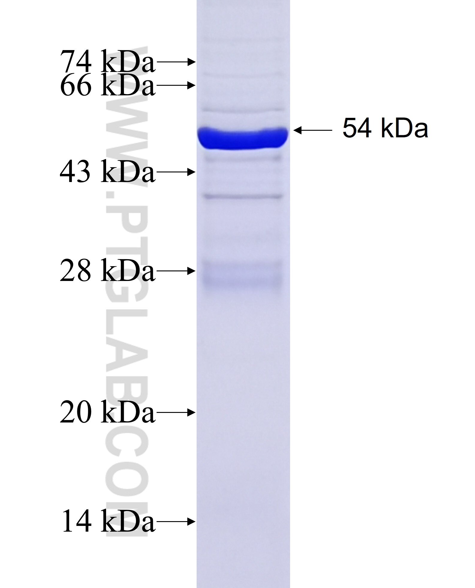 MTHFSD fusion protein Ag37100 SDS-PAGE