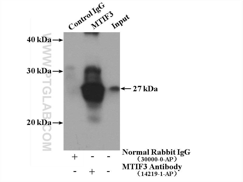 Immunoprecipitation (IP) experiment of HeLa cells using MTIF3 Polyclonal antibody (14219-1-AP)