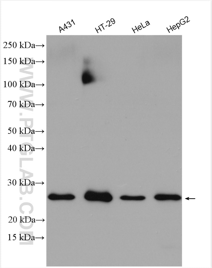 Western Blot (WB) analysis of various lysates using MTIF3 Polyclonal antibody (14219-1-AP)
