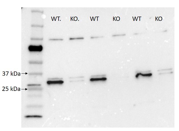 Western Blot (WB) analysis of human preadipocyte cells using MTIF3 Polyclonal antibody (14219-1-AP)