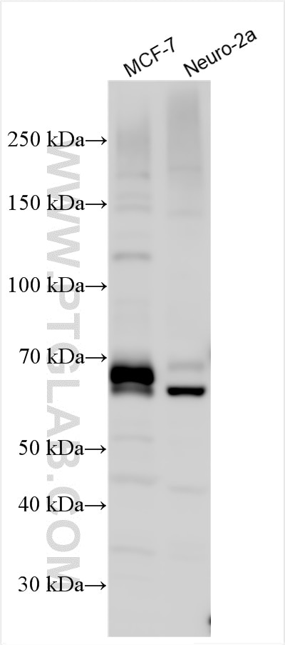 WB analysis using 28496-1-AP