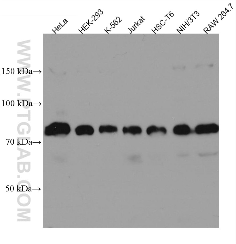 Western Blot (WB) analysis of various lysates using MTMR14 Monoclonal antibody (67561-1-Ig)