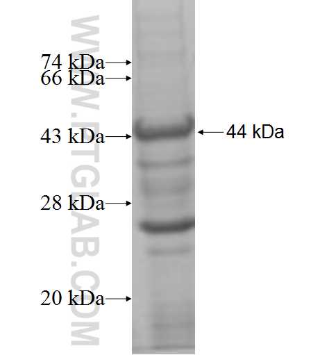 MTMR14 fusion protein Ag6883 SDS-PAGE
