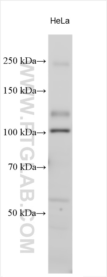 Western Blot (WB) analysis of various lysates using MTMR15 Polyclonal antibody (17600-1-AP)