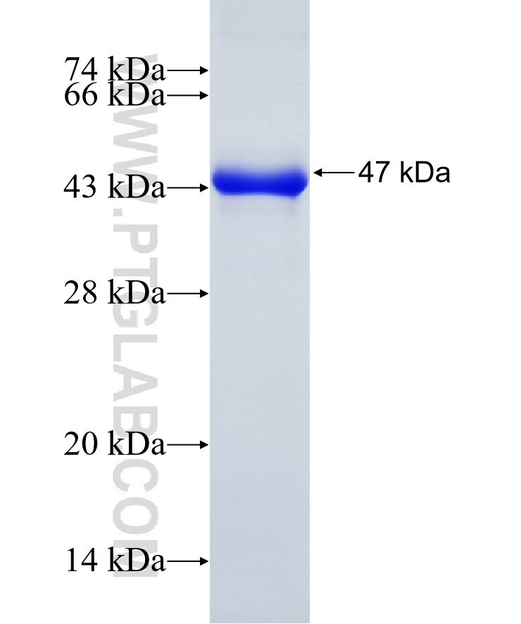 MTMR15 fusion protein Ag11663 SDS-PAGE