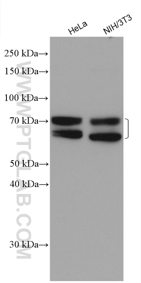 Western Blot (WB) analysis of various lysates using MTMR2 Polyclonal antibody (14372-1-AP)