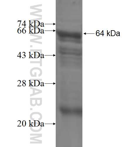 MTMR2 fusion protein Ag5745 SDS-PAGE