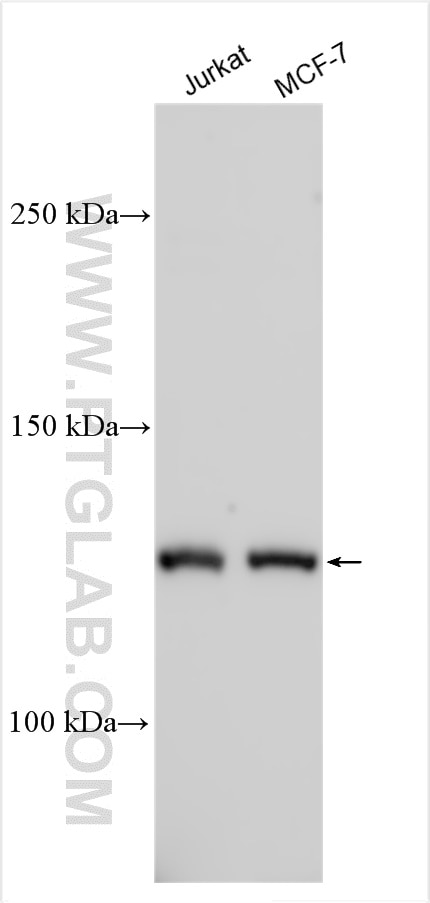 Western Blot (WB) analysis of various lysates using MTMR4 Polyclonal antibody (13488-1-AP)