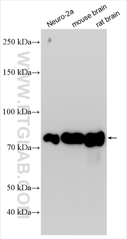 Western Blot (WB) analysis of various lysates using MTMR7 Polyclonal antibody (25990-1-AP)