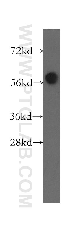 WB analysis of HeLa using 12299-1-AP