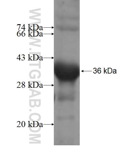 MTMR8 fusion protein Ag8287 SDS-PAGE