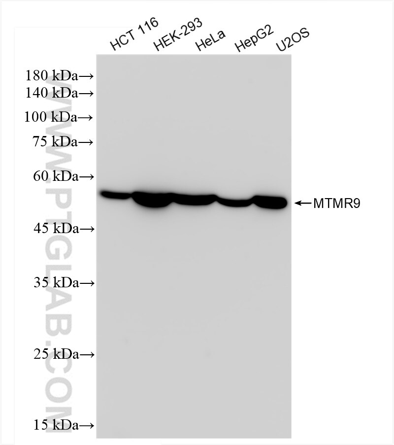 Western Blot (WB) analysis of various lysates using MTMR9 Recombinant antibody (83694-4-RR)
