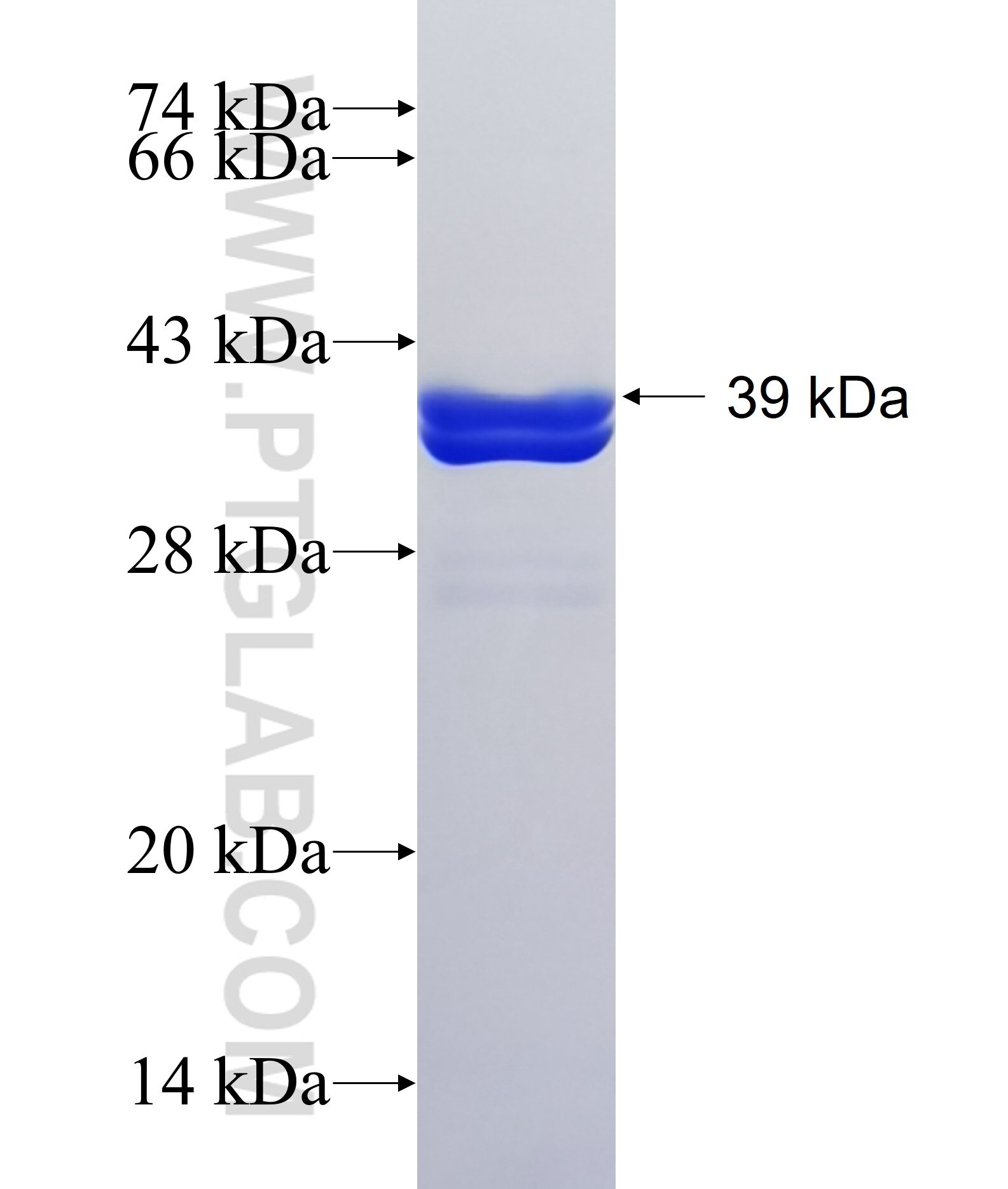 MTMR9 fusion protein Ag34134 SDS-PAGE