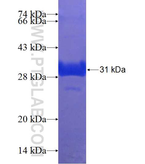 MTNR1A fusion protein Ag24198 SDS-PAGE
