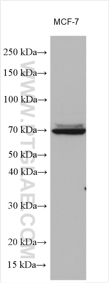Western Blot (WB) analysis of various lysates using MTO1 Polyclonal antibody (15650-1-AP)