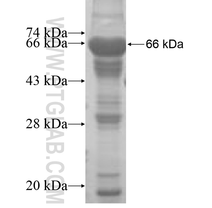 MTO1 fusion protein Ag8192 SDS-PAGE