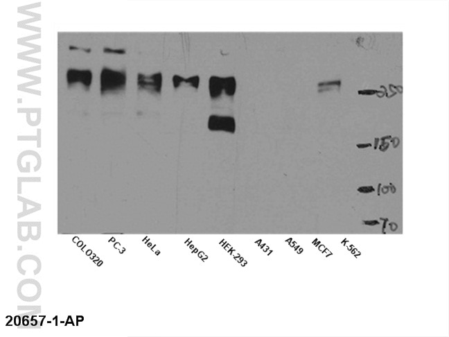 mTOR Polyclonal antibody