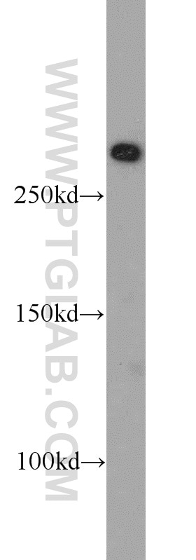 Western Blot (WB) analysis of MCF-7 cells using mTOR Polyclonal antibody (20657-1-AP)