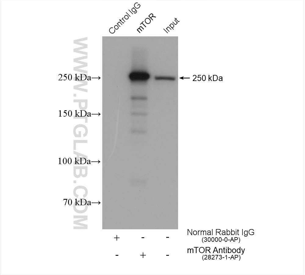 Immunoprecipitation (IP) experiment of HeLa cells using mTOR Polyclonal antibody (28273-1-AP)