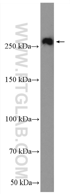 WB analysis of PC-3 using 28273-1-AP