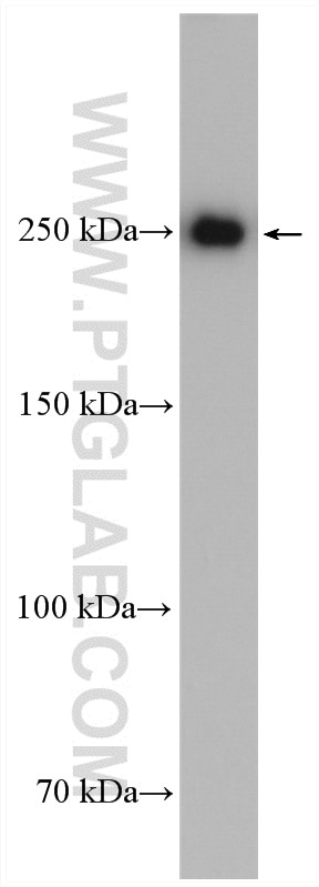 Western Blot (WB) analysis of HepG2 cells using mTOR Polyclonal antibody (28273-1-AP)