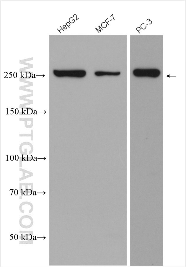 Western Blot (WB) analysis of various lysates using mTOR Polyclonal antibody (28273-1-AP)