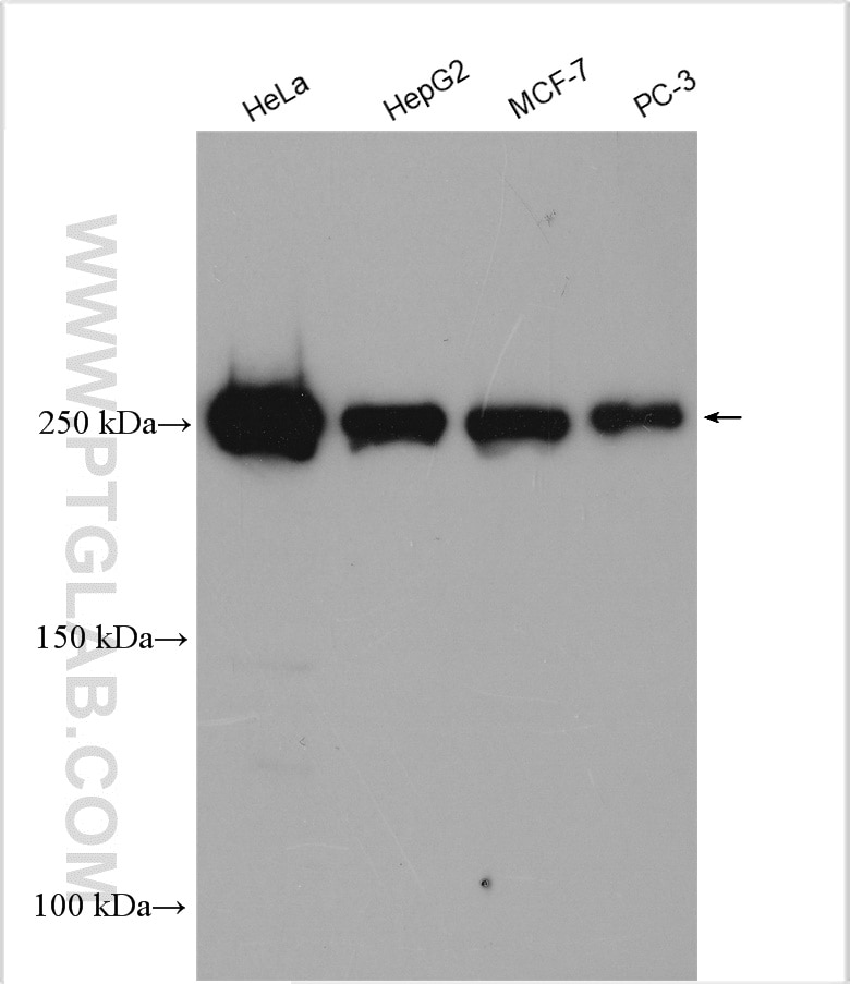 Western Blot (WB) analysis of various lysates using mTOR Polyclonal antibody (28273-1-AP)
