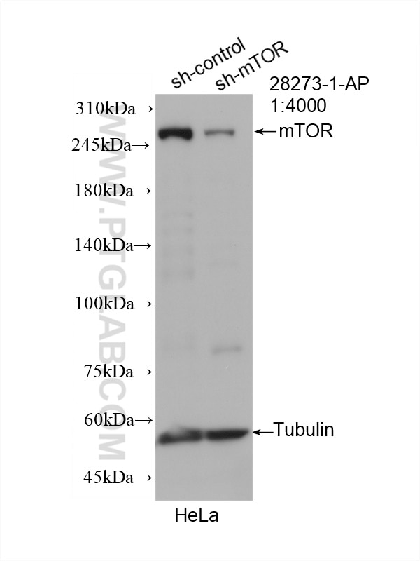 Western Blot (WB) analysis of HeLa cells using mTOR Polyclonal antibody (28273-1-AP)