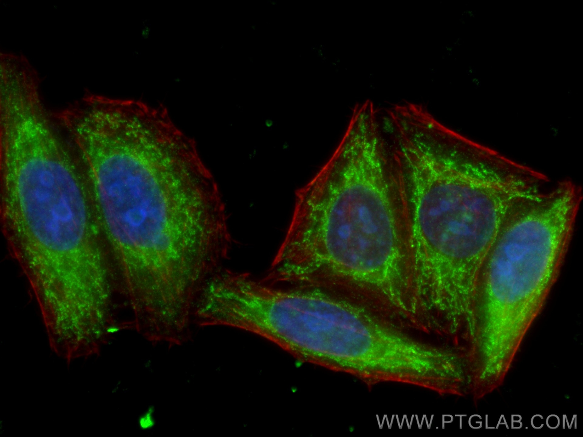 Immunofluorescence (IF) / fluorescent staining of HepG2 cells using mTOR Monoclonal antibody (66888-1-Ig)