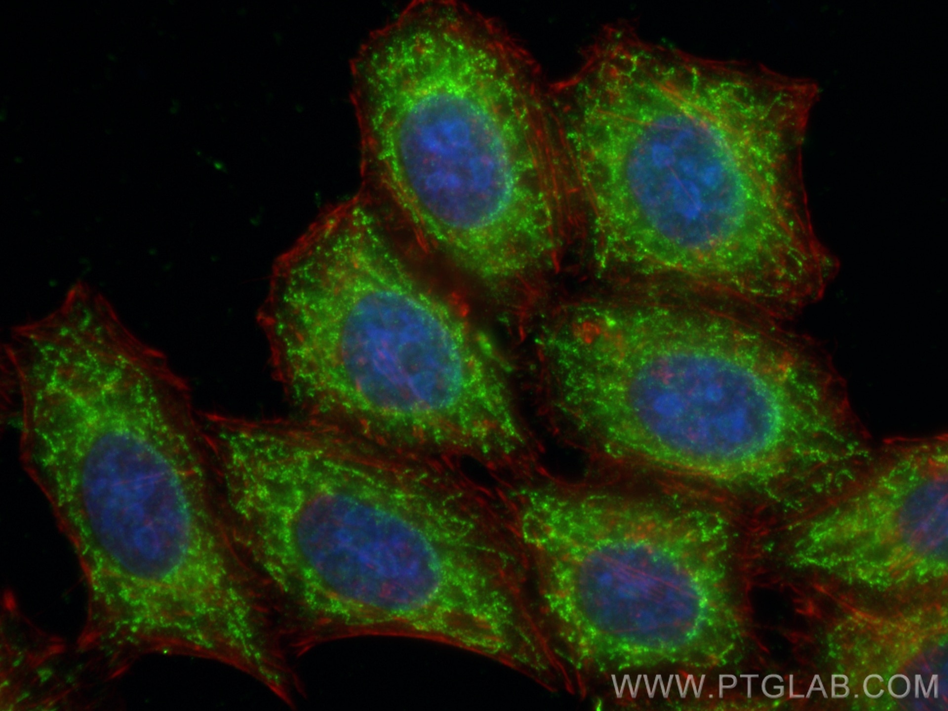 Immunofluorescence (IF) / fluorescent staining of HepG2 cells using mTOR Monoclonal antibody (66888-1-Ig)
