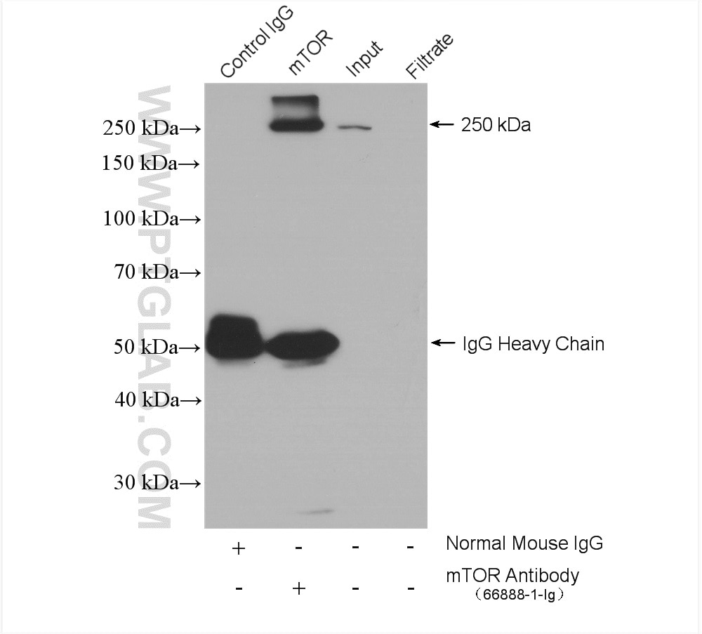 Immunoprecipitation (IP) experiment of HeLa cells using mTOR Monoclonal antibody (66888-1-Ig)
